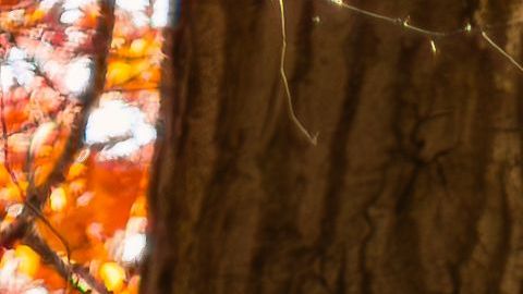 pexels-aj4xo-29246924