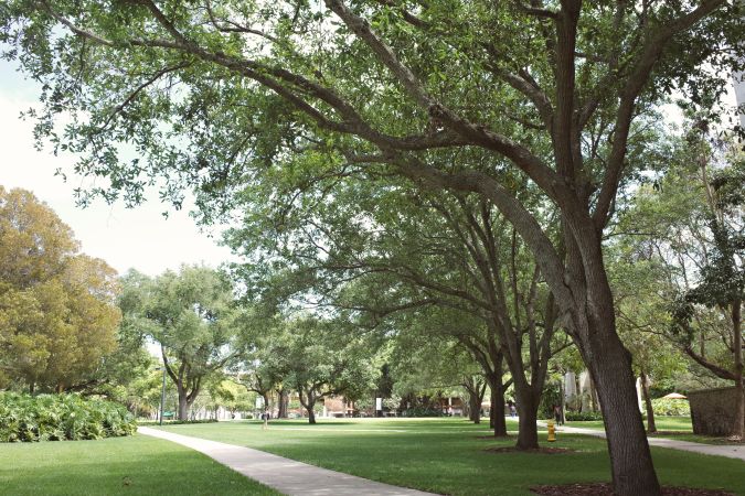 A park pathway surrounded by lush green trees and foliage, with a clear blue sky in the background.